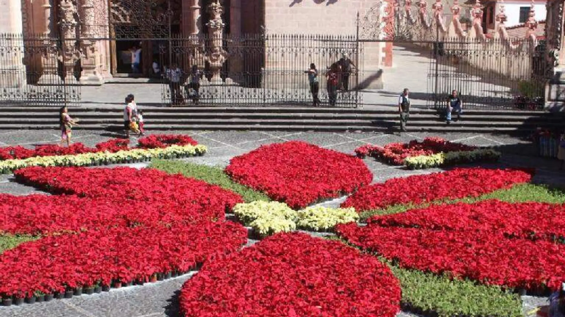 Flor nochebuena taxco 